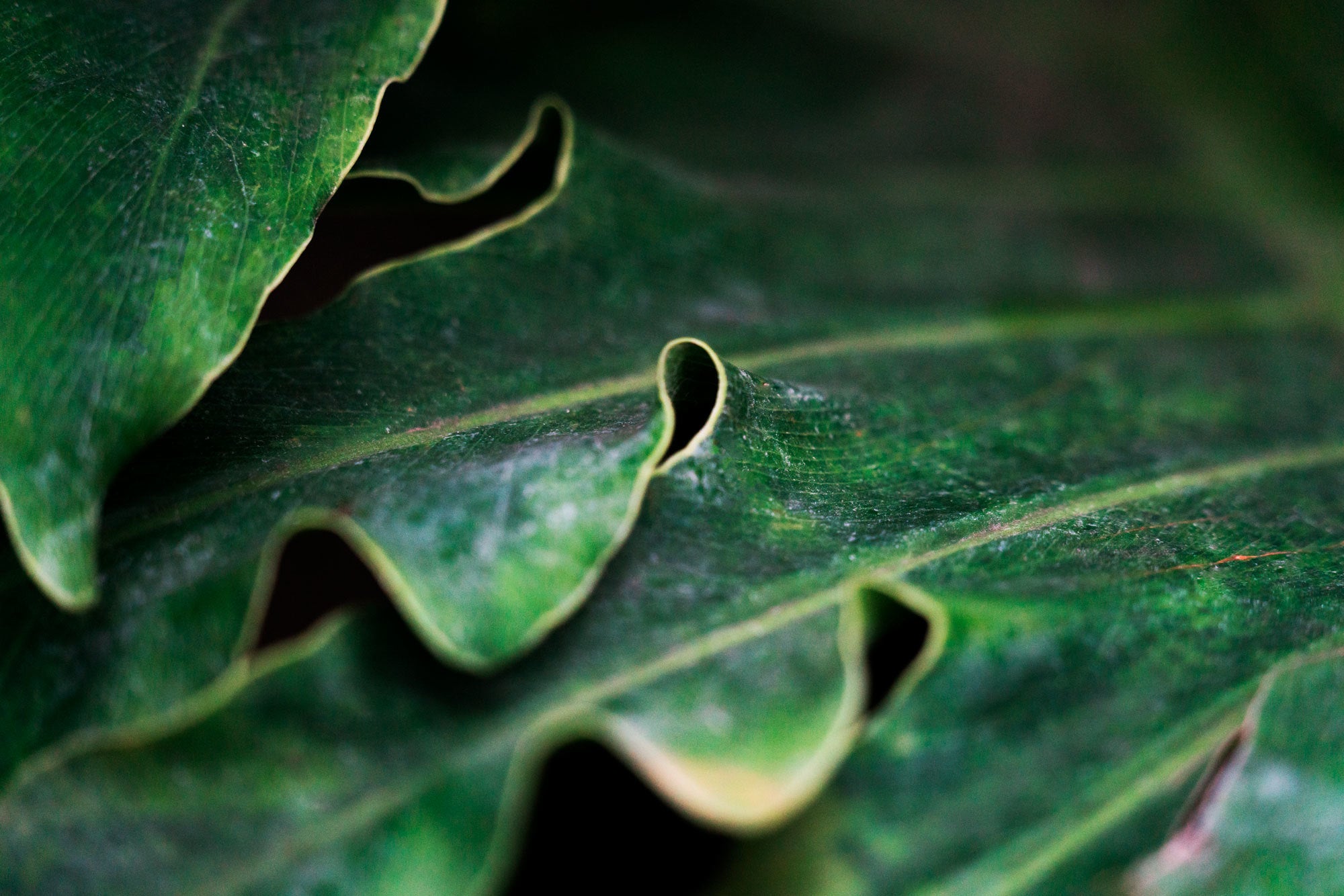 Nettle Leaf Extract