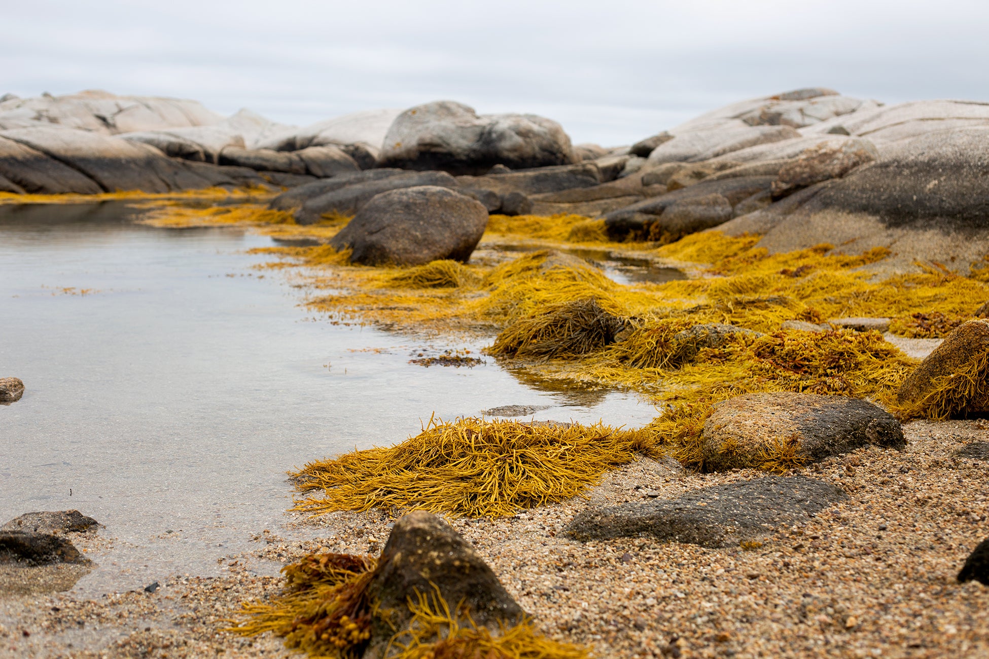 Red Korean Seaweed